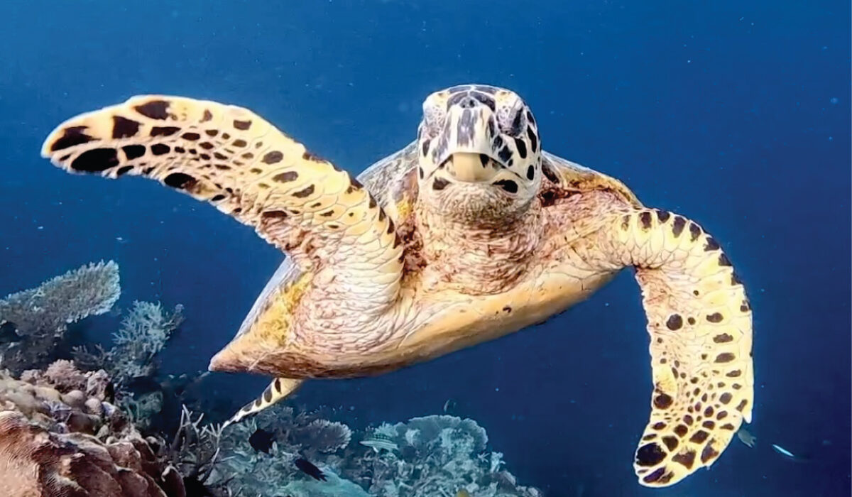 maratua sea turtle