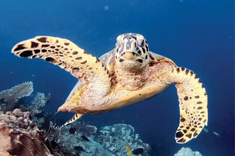 maratua sea turtle