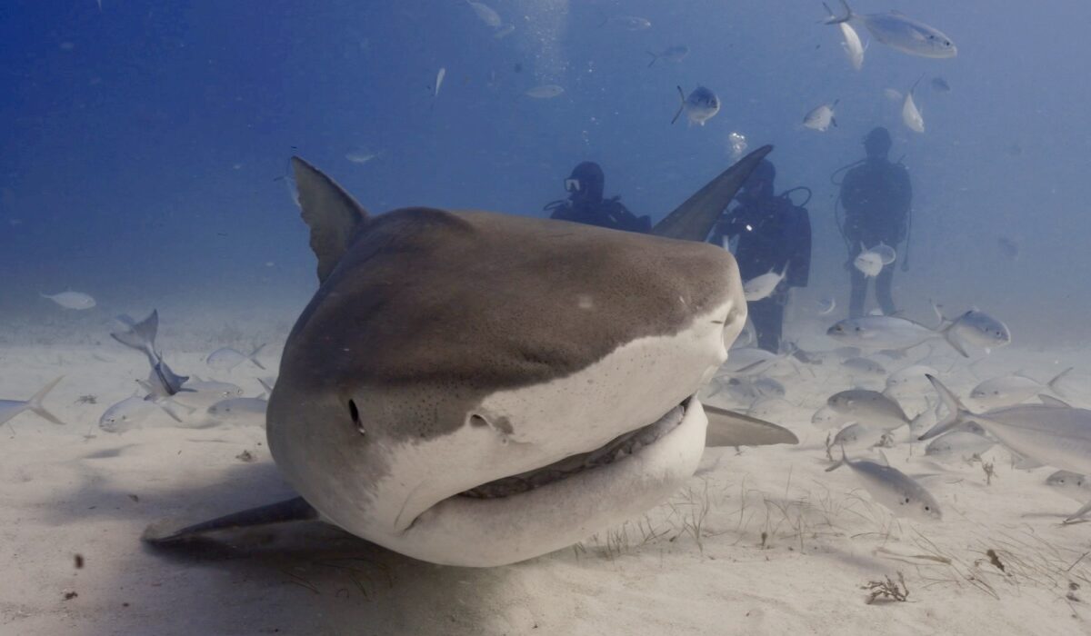 How Do I Overcome My Fear of Sharks? – Freedive with Tiger Sharks in the Bahamas