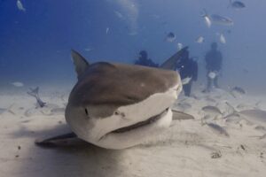 Read more about the article How Do I Overcome My Fear of Sharks? – Freedive with Tiger Sharks in the Bahamas