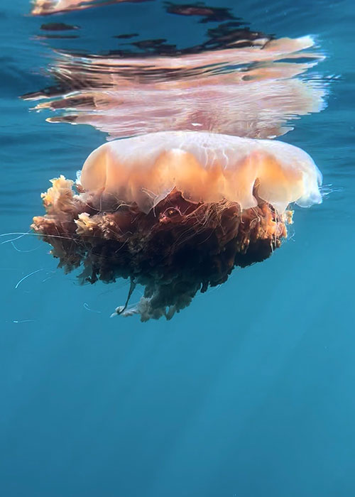 Underwater photo of a jellyfish taken with the Divevolk SeaTouch 4 Max Plus iPhone housing