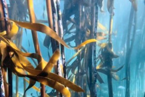 Read more about the article Freedive in Cape Town’s Kelp Forest – Tips for Planning Your Dive Trip to South Africa