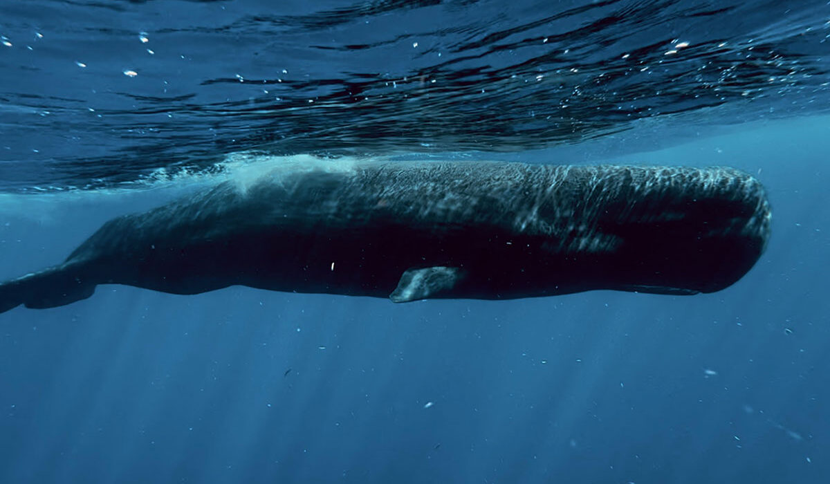 Freedive With Sperm Whales In Dominica – We Finally Did it!