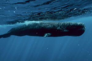 Read more about the article Freedive With Sperm Whales In Dominica – We Finally Did it!