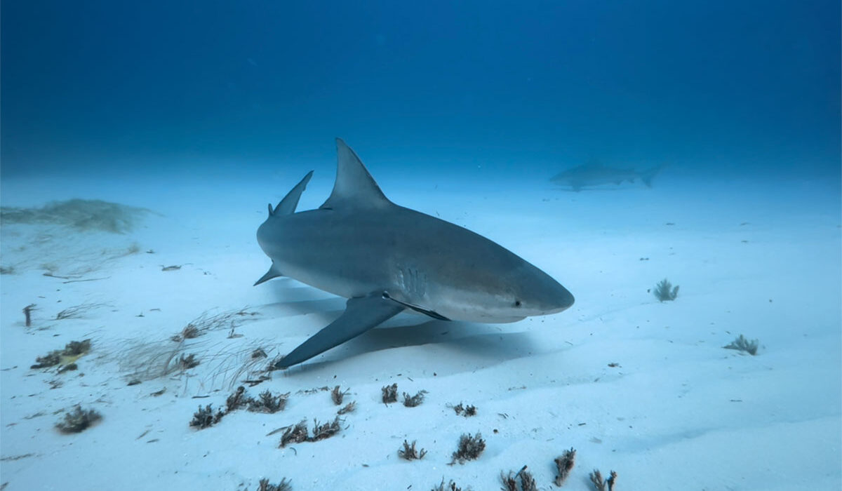 bull shark