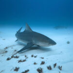 What To Do When You See a Shark While Snorkeling or Swimming in the Ocean
