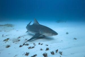 Read more about the article What To Do When You See a Shark While Snorkeling or Swimming in the Ocean