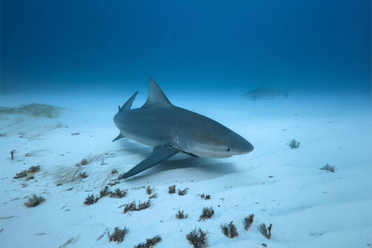 bull shark