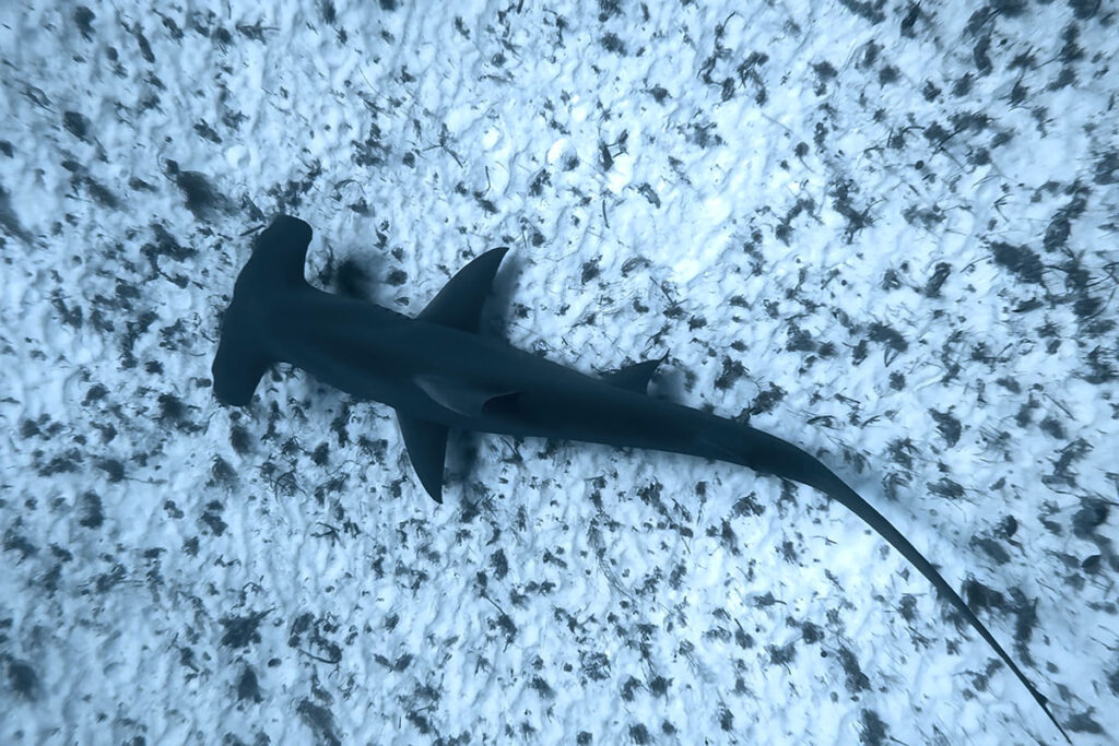 what to do when you see a shark