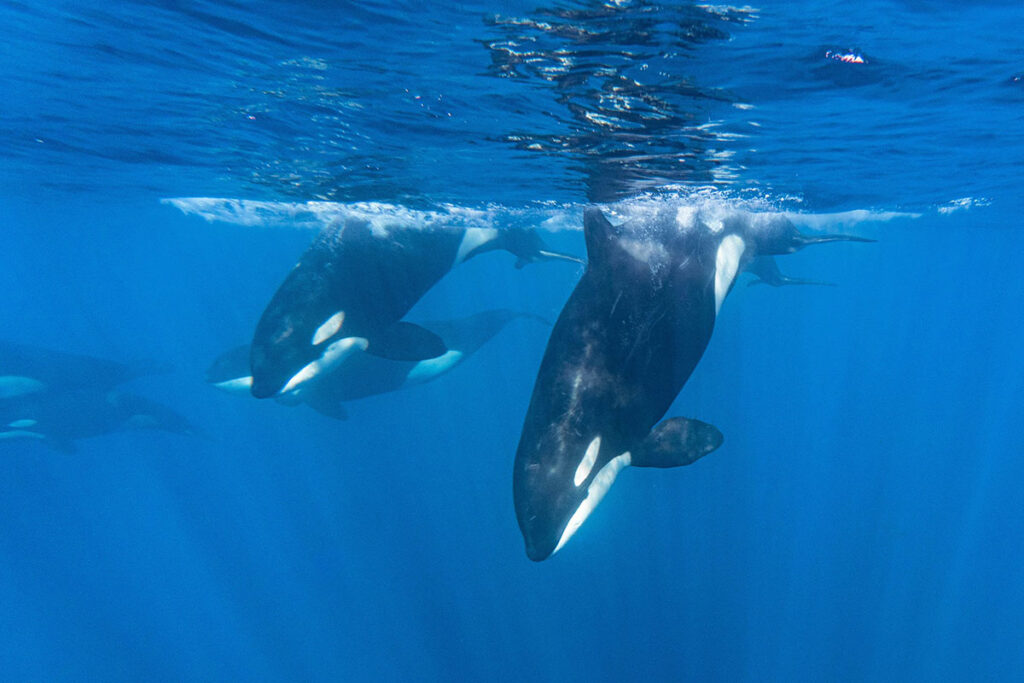 Dive With Orcas