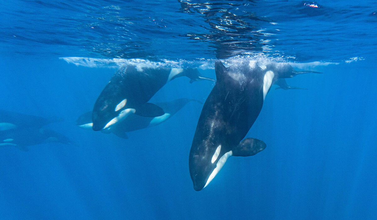 Dive With Orcas