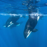 Can You Really Dive with Orcas? | My Wild Encounter in the Open Ocean
