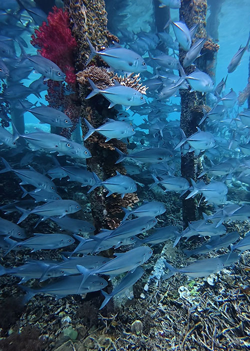 freediving raja ampat