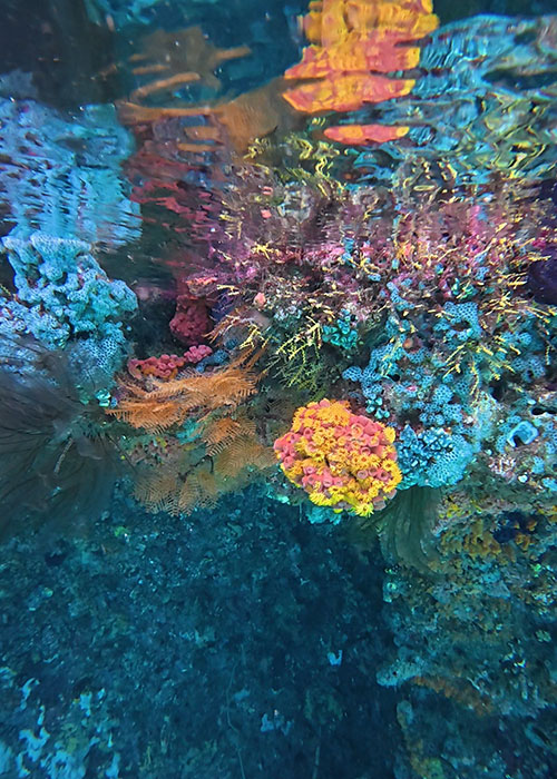 freediving raja ampat