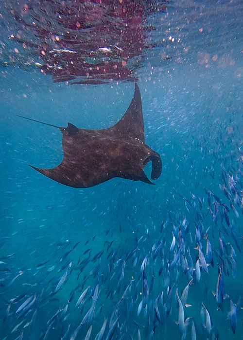 freediving raja ampat