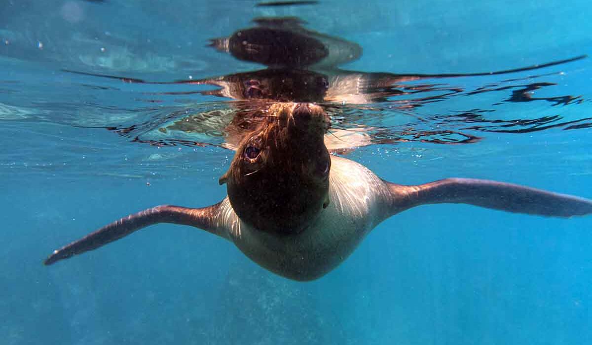 🎄 Christmas Gifts for Ocean Lovers (2025 Guide) – Freediving, Scuba & Snorkeling Gift Ideas