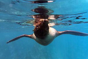 Read more about the article 🎄 Christmas Gifts for Ocean Lovers (2025 Guide) – Freediving, Scuba & Snorkeling Gift Ideas