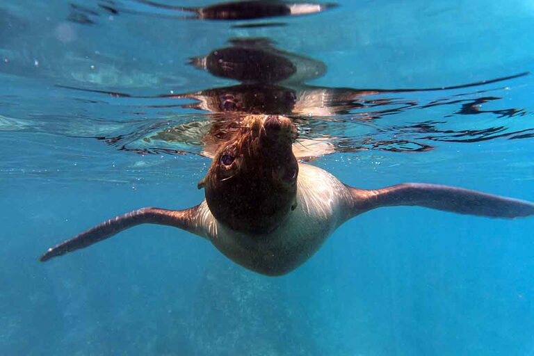 🎄 Christmas Gifts for Ocean Lovers (2025 Guide) – Freediving, Scuba & Snorkeling Gift Ideas