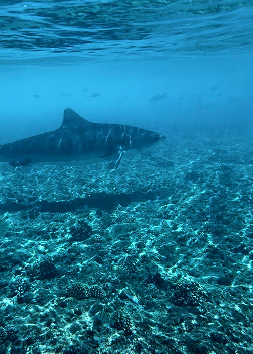 Best iphone settings for underwater photos and videos