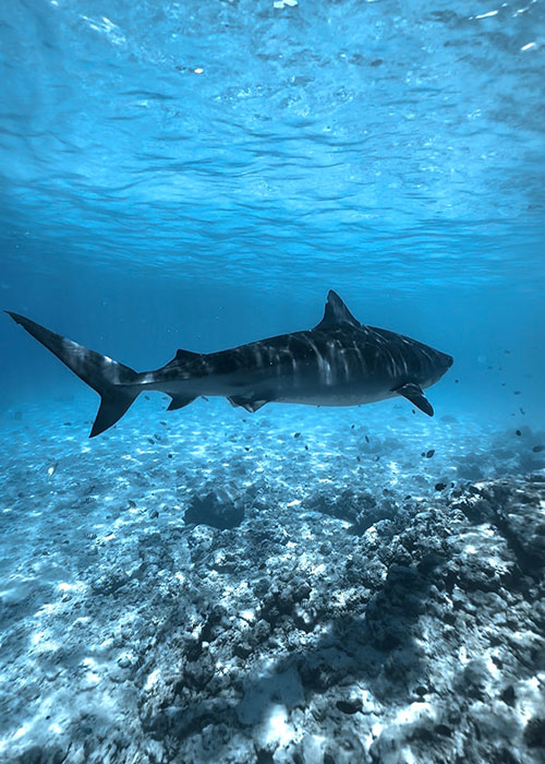 Best iphone settings for underwater photos and videos