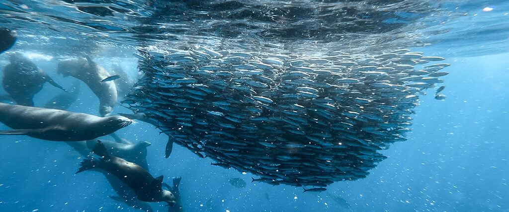 Mexico Sardine Run 