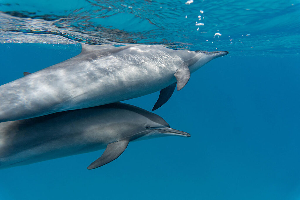 underwater iPhone photos blurry