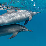 Why Your Underwater iPhone Photos and Videos Look Blurry (Easy Fix Guide)