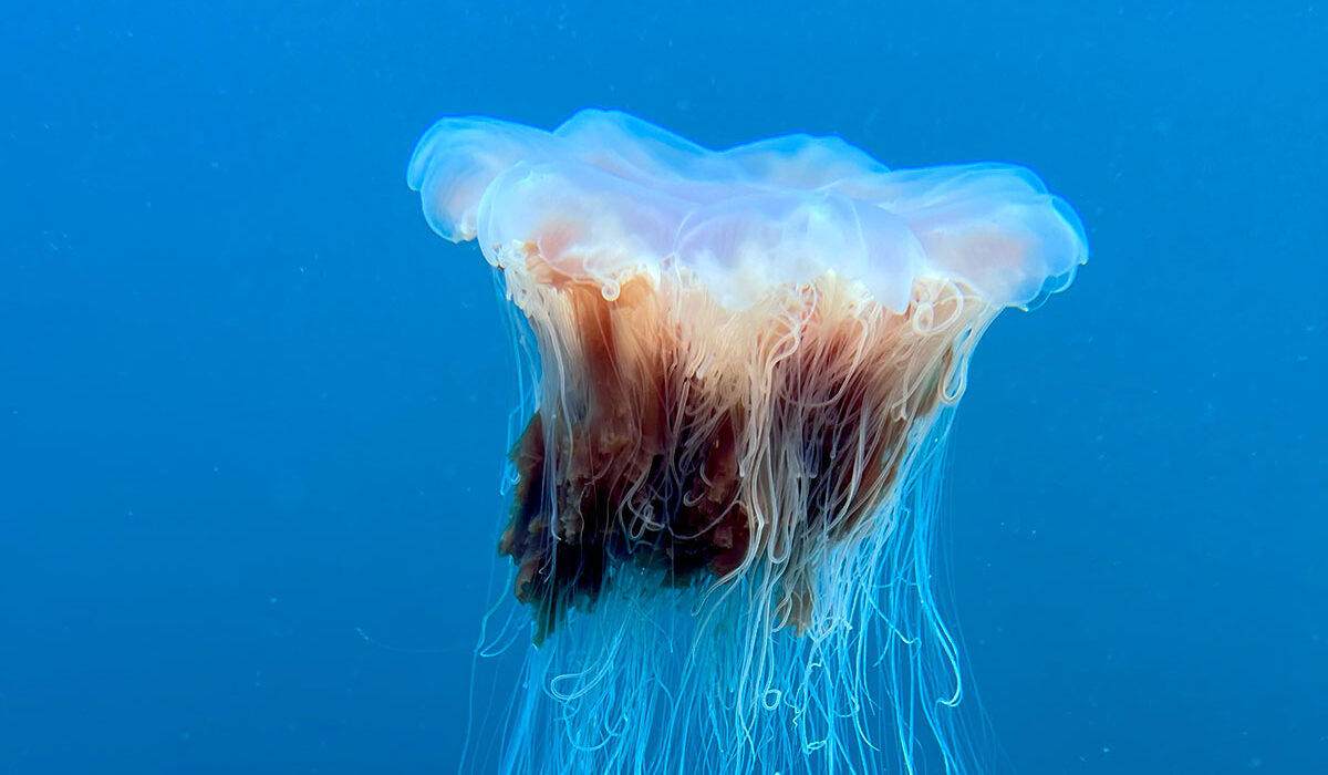 underwater iPhone photos blurry