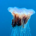 Why Your Underwater iPhone Photos and Videos Look Blurry (Easy Fix Guide)