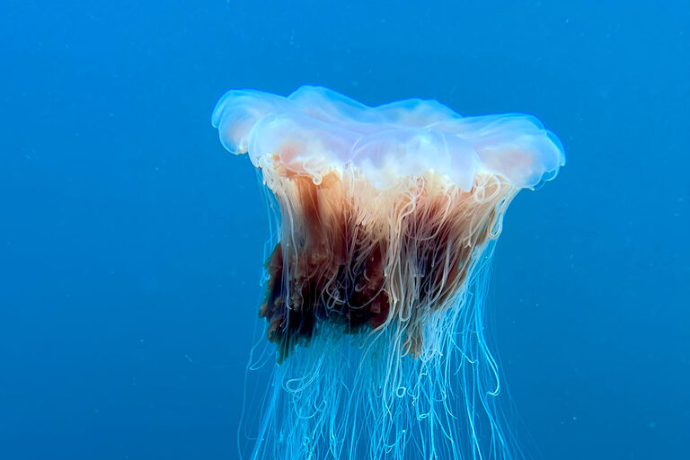 underwater iPhone photos blurry