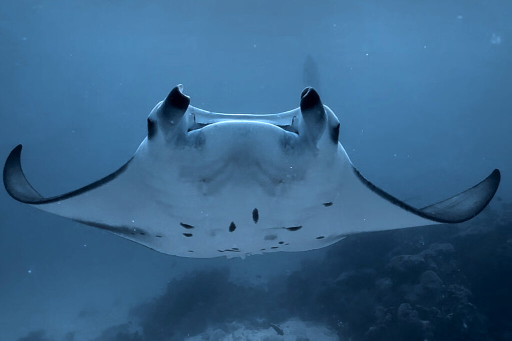 film underwater with iphone