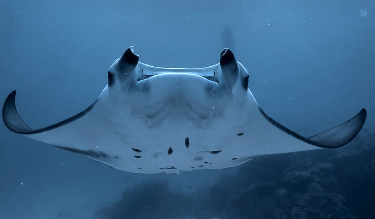 film underwater with iphone