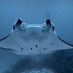 Can You Film Underwater With iPhone 16 Pro? My Real Footage + Settings Breakdown