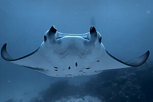 Read more about the article Can You Film Underwater With iPhone 16 Pro? My Real Footage + Settings Breakdown