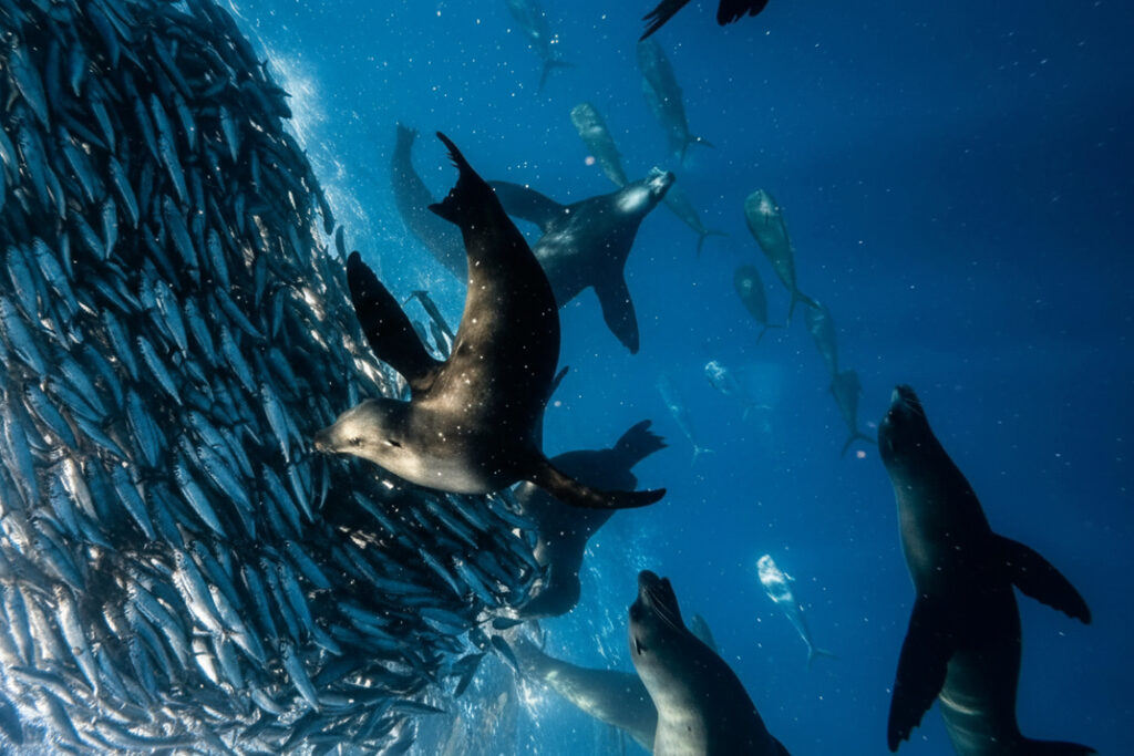 best underwater phone case for photography