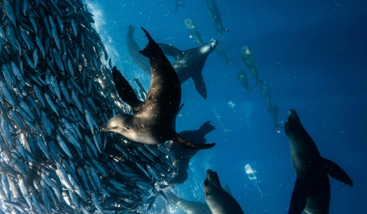 best underwater phone case for photography