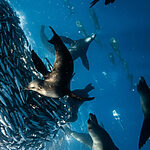 Best Underwater Phone Case for Photography: Which One Is Worth It?