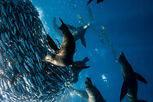 Read more about the article Best Underwater Phone Case for Photography: Which One Is Worth It?