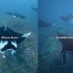 iPhone vs Action Camera Underwater: Which Is Better?