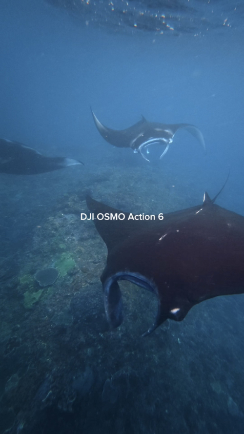 DJI Osmo Action 6 underwater