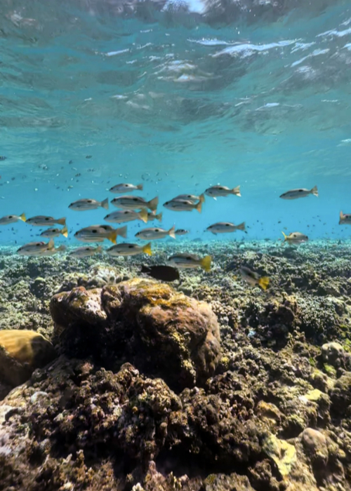 iphone 16 pro underwater