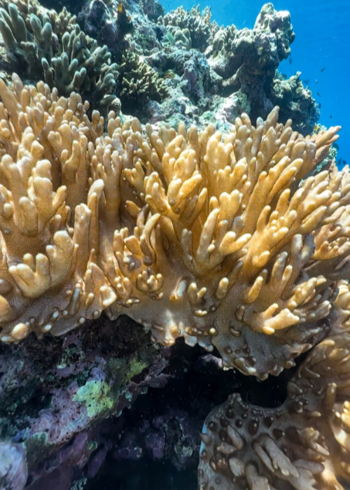 iphone underwater photography