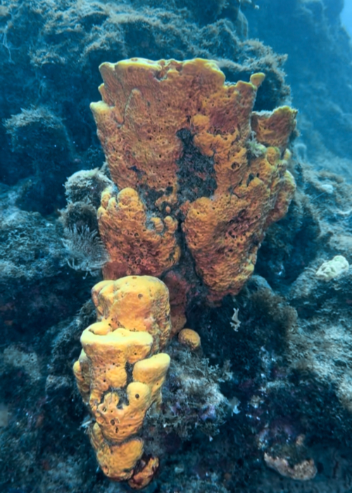 iphone 16 pro underwater