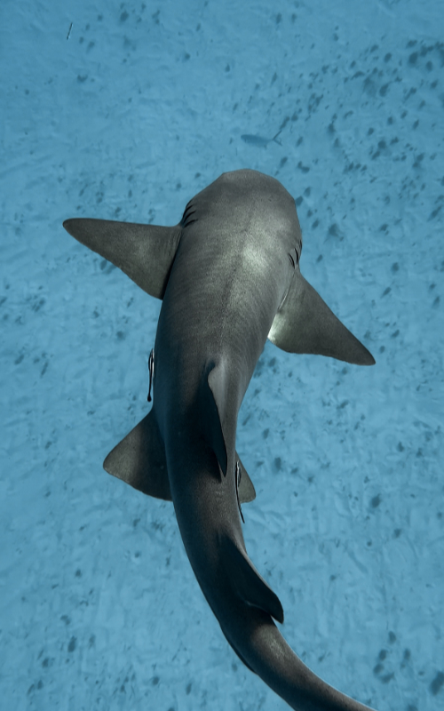 iphone 16 pro underwater
