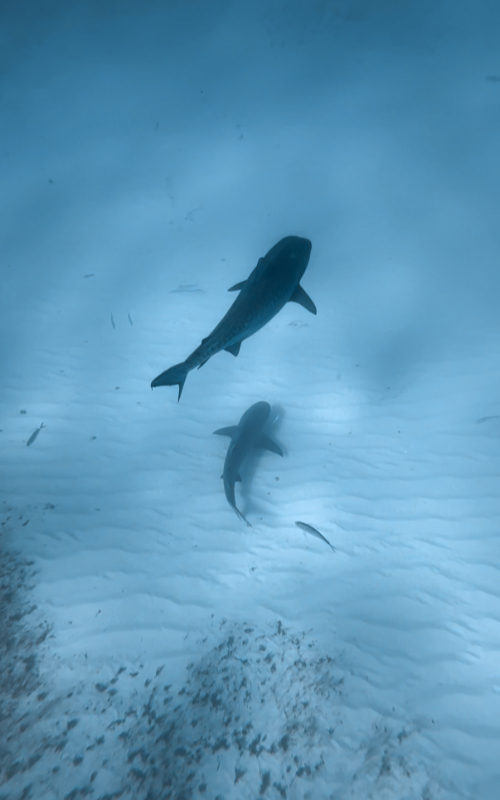 iphone 16 pro underwater