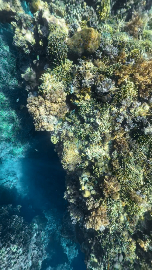 iPhone 16 pro underwater